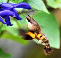 サルビアの蜜って直接食べても大丈夫ですか サルビアの蜜って直接食べ Yahoo 知恵袋