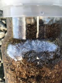 このカビ について教えてください カブトムシ用のマット 餌 の上にこんな Yahoo 知恵袋