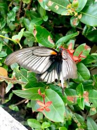 蝶に詳しい方 胴体が黒で頭に白い斑点模様体周りはオレンジ羽は白地に Yahoo 知恵袋