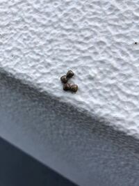 マンションの外階段にこの虫がたくさん来ます ここ2 3年です Yahoo 知恵袋