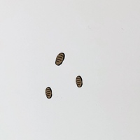 虫 2mm 服