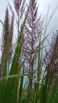 この植物の名前を教えて下さい ススキに似ているようですが 少し違うよう Yahoo 知恵袋