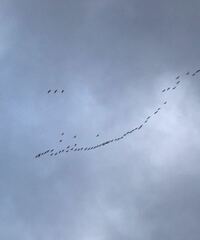 鳥が写真のように飛んでいたのですが このように1列になって飛ぶの Yahoo 知恵袋