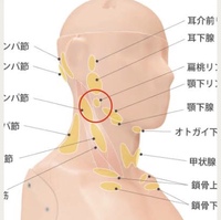 顎の付け根らへんのリンパ が痛いです画像の で囲ってある所ら Yahoo 知恵袋