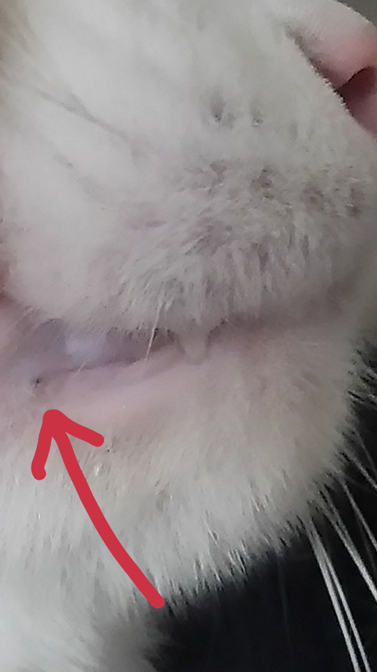 猫の口にトゲの様な何か黒いものが刺さっている風に見えるのですが早く病院 Yahoo 知恵袋