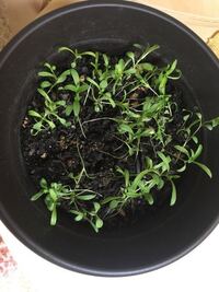 かすみ草の匂いが部屋に染み付いて臭いです かすみ草って臭いんですね Yahoo 知恵袋