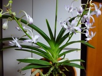 一月ほど前 偶然通りかかった店先で安価な小さなビニールポット Yahoo 知恵袋