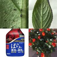 至急教えてください めだかと赤玉土について めだかを飼うた Yahoo 知恵袋