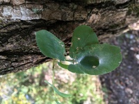 くっつき虫 この時期 山道を歩くと靴やズボンにくっつく茶色い三角の小さな虫の Yahoo 知恵袋