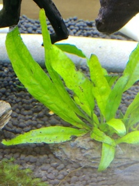 陰性水草のミクロソリウムについて 画像のミクロソリウムの症状 Yahoo 知恵袋