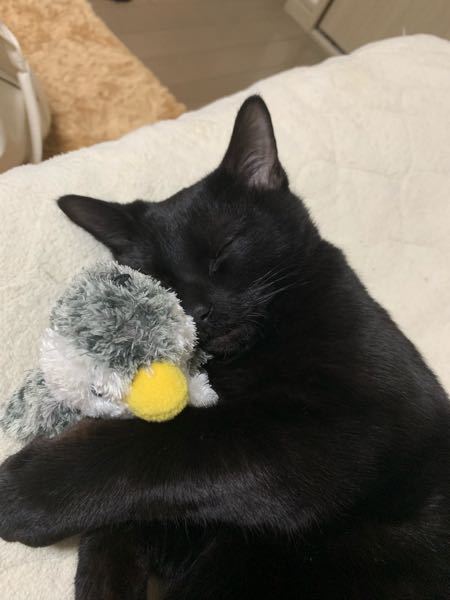 いま1ヶ月ほどの子猫を飼ってるんですが、鳴いても声が出てない 