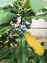 庭にある ブルーベリーに似ている実は何 ブルーベリーっぽい実が成っている木 が Yahoo 知恵袋