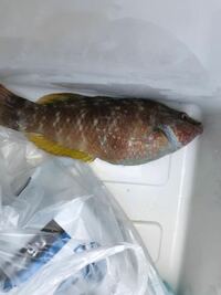 毒のあるベラ 魚 ってどのような種類のベラでしようか 暖かい地域のベ Yahoo 知恵袋
