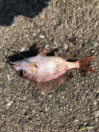 これは真鯛ですか まだ小さいですが 逃したほうが良いか Yahoo 知恵袋