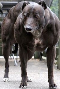 単体で戦い合った場合最強の犬種は何ですか 現在の各犬種の牡 Yahoo 知恵袋