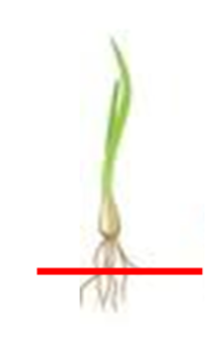 玉ねぎの苗の根を切って植えたら良いと本に書いてありました ２ Yahoo 知恵袋