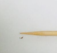 気持ちが悪くて吐きそうです 虫か植物に詳しい方お願いします Yahoo 知恵袋