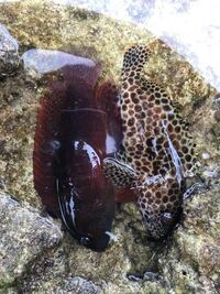 これは何という魚ですか ミーバイではなく その隣の黒っぽい魚 Yahoo 知恵袋