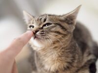 猫の鼻は冷たいですか Fwf 健康な子は 鼻が湿って Yahoo 知恵袋