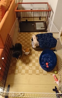 犬の口の下にいつも白くあわあわになったよだれがついてるのですが 毛が長い Yahoo 知恵袋