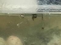 亀の水槽の中に小さい虫が泳いでたんですけど 何かわかりま Yahoo 知恵袋