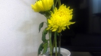 菊の花後について お願いします 長年欲しくてついに買ってしまった画 Yahoo 知恵袋
