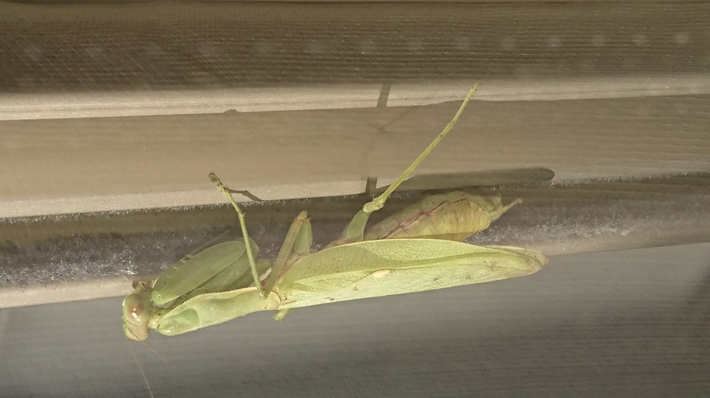 ベランダにカマキリが出没しました このカマキリはまだ産卵前で Yahoo 知恵袋