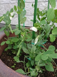 初めての秋植えスナップエンドウで先日花が咲きました 摘んだ方が良いのでしょうか Yahoo 知恵袋