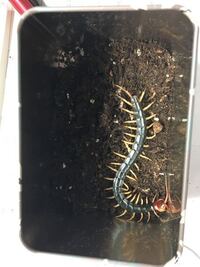 このサイズのムカデの飼育にこの容器は小さすぎますかね Yahoo 知恵袋