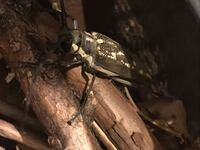 カミキリムシって害虫ですか カミキリムシにも非常に多くの種 Yahoo 知恵袋