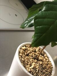 コーヒーの木を植え替えた後 ひと株がしおれてしまいました 植 Yahoo 知恵袋