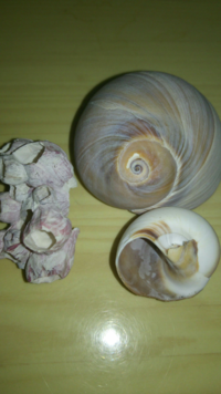 江ノ島の砂浜でこんな貝を拾い受けました これらの貝はな Yahoo 知恵袋