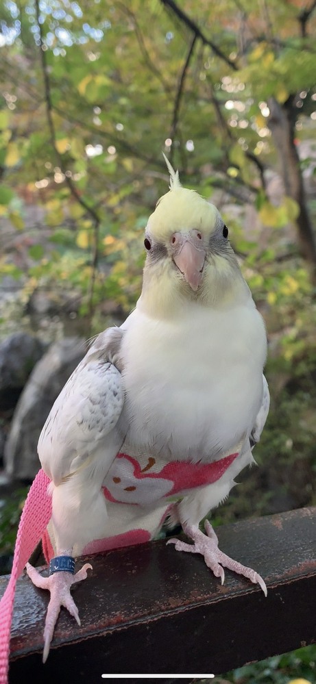 オカメインコを散歩させることについて 鳥飼いさんの中ではオカメインコを Yahoo 知恵袋