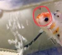 見にくいかもしれないですが今日金魚を見たら 目と目の間に白い Yahoo 知恵袋