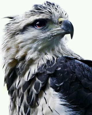 この画像の鳥の名前を教えてください オウギワシ ハーピー Yahoo 知恵袋