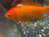 金魚についてこの出来物は病気ですか 前は小さかったのにどんどん大きくな Yahoo 知恵袋