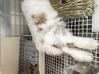 今の時期ウサギさんは夜寝るときどんな 対処をすればいいですか Yahoo 知恵袋