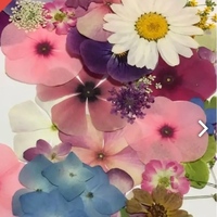 ネイルに使うこんなのってどこに売ってますか 押し花みたいな また Yahoo 知恵袋