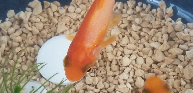 先日、金魚が水槽から飛び出していて瀕死状態のところで見つけ水