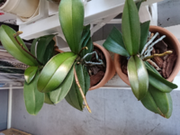 ちょうど一年前に５０センチほどのミモザを植えました 今は 縦１ Yahoo 知恵袋