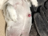 犬が背中を床や服に擦り付けるのは何か意味があるんですかね 我が家の犬も良 Yahoo 知恵袋