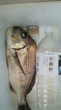 ヘダイなのかキビレなのかわかりません 海釣りで釣れました 尾やヒレ Yahoo 知恵袋