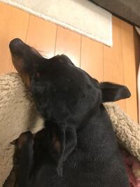 突然犬の頭にでこぼこのような物が出来ています これは何で Yahoo 知恵袋