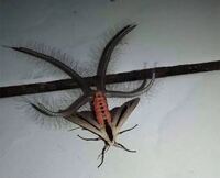 過去放送していたnhkアニメ ケチャップ をどうしても見たい Yahoo 知恵袋