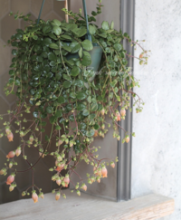 カランコエフィフィという植物を探しています 販売してるお店があっ Yahoo 知恵袋