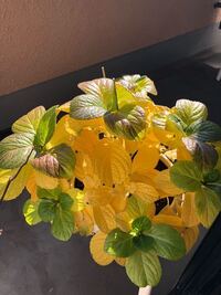 紫陽花の万華鏡 青 の地植えは難しいですか 地植えする際の注意点 Yahoo 知恵袋