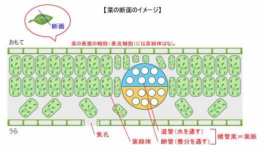 葉っぱの断面のにある維管束部分で 葉の表側が道管 裏側が Yahoo 知恵袋