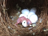 セキセイインコの雛が生まれましたが一羽目は５日後に亡くなっていました 初めての Yahoo 知恵袋