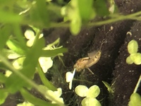 メダカの水槽にヤゴがッ 1ヵ月ほど前にホタルメダカの稚魚 幼魚を合 Yahoo 知恵袋