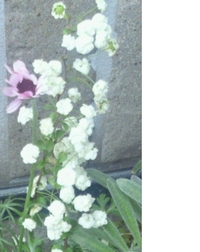 花の名前を教えて下さいませ 添付した写真の右の白い花です かすみ草のよ Yahoo 知恵袋
